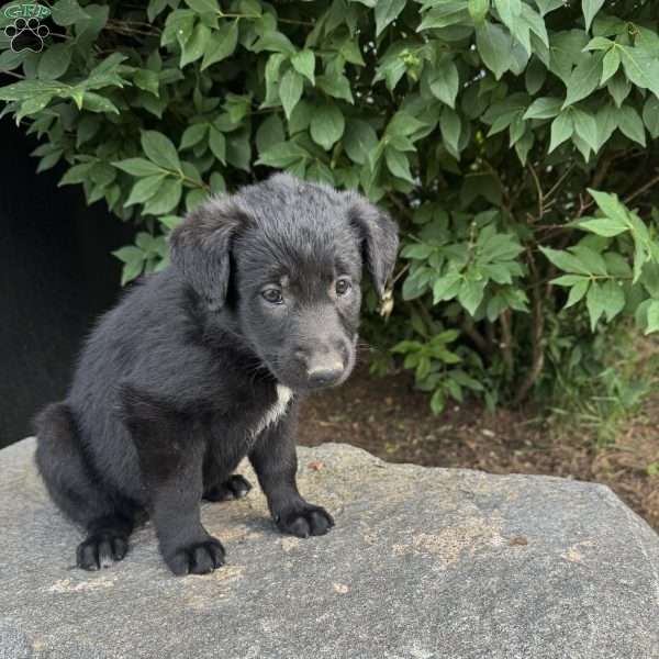 Yellow, German Shepherd Mix Puppy