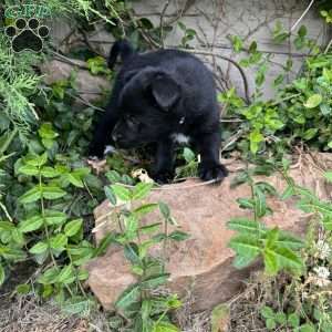 Light blue, German Shepherd Mix Puppy