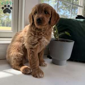 Tucker, Mini Goldendoodle Puppy