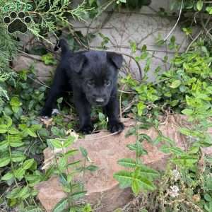 Light blue, German Shepherd Mix Puppy