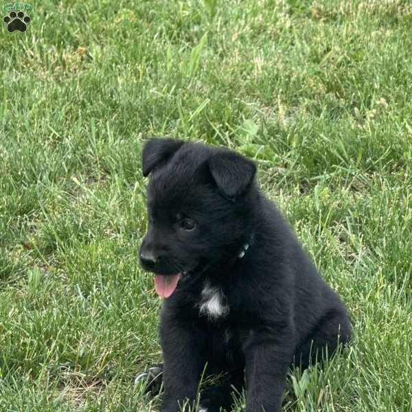 Light blue, German Shepherd Mix Puppy