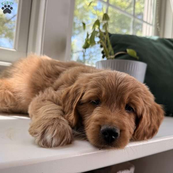 Tucker, Mini Goldendoodle Puppy