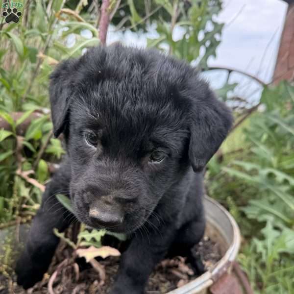 Orange, German Shepherd Mix Puppy