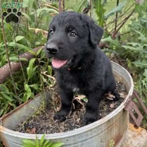 Orange, German Shepherd Mix Puppy
