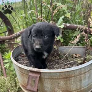 Blue, German Shepherd Mix Puppy