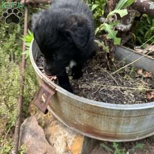 Blue, German Shepherd Mix Puppy