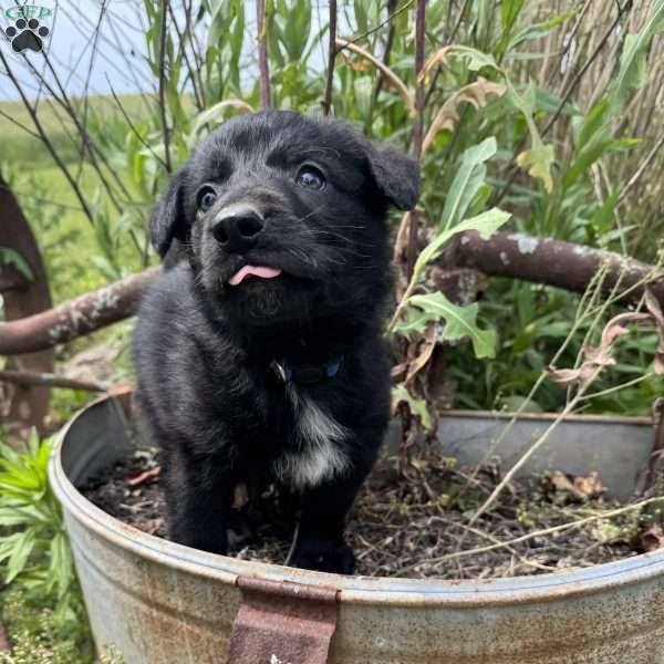 Blue, German Shepherd Mix Puppy