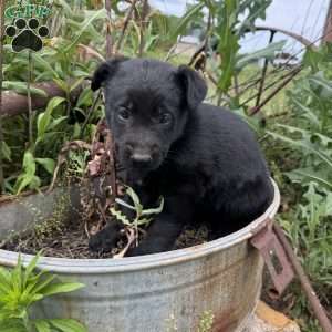 Red, German Shepherd Mix Puppy