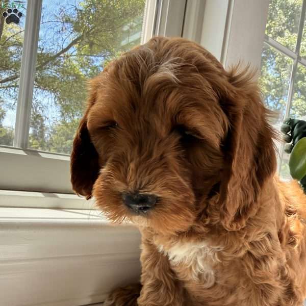 Duke, Mini Goldendoodle Puppy