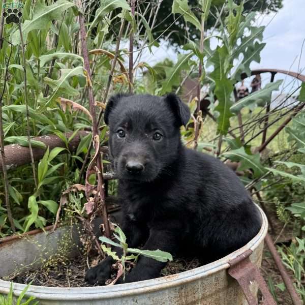 Red, German Shepherd Mix Puppy