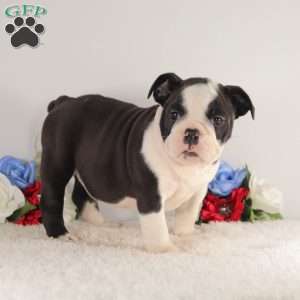 Miss Twilight, English Bulldog Puppy