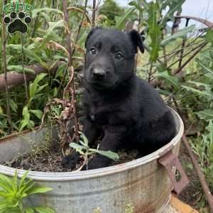 Red, German Shepherd Mix Puppy