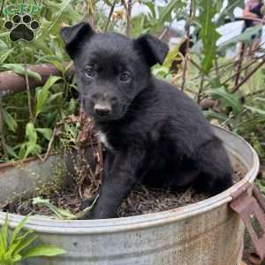 Pink, German Shepherd Mix Puppy