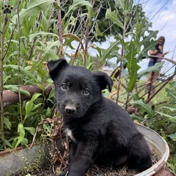 Pink, German Shepherd Mix Puppy