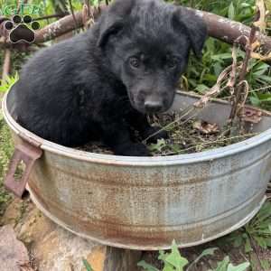 Dark green, German Shepherd Mix Puppy