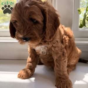 Duke, Mini Goldendoodle Puppy