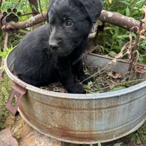 Dark green, German Shepherd Mix Puppy