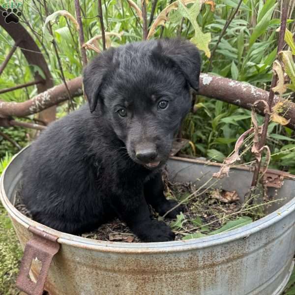 Dark green, German Shepherd Mix Puppy