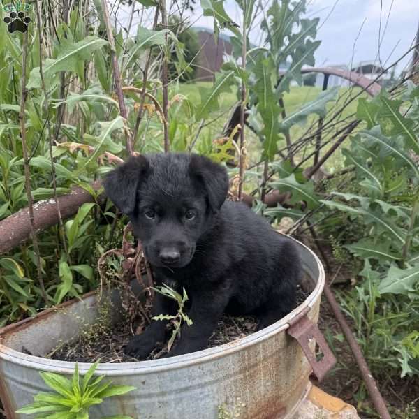 Grey, German Shepherd Mix Puppy