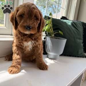 Duke, Mini Goldendoodle Puppy