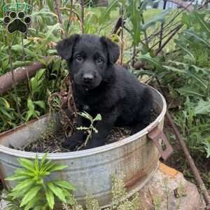 Grey, German Shepherd Mix Puppy