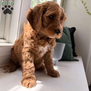Duke, Mini Goldendoodle Puppy