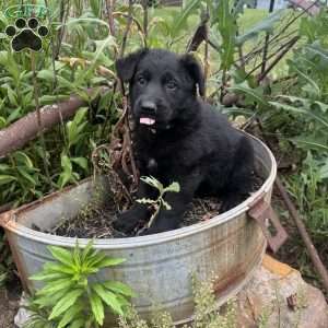 Grey, German Shepherd Mix Puppy