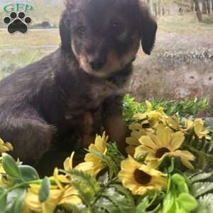 Babette, Miniature Australian Shepherd Puppy