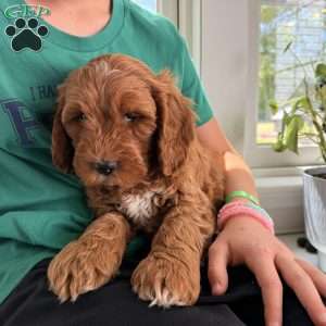 Duke, Mini Goldendoodle Puppy
