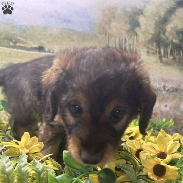 Babette, Miniature Australian Shepherd Puppy
