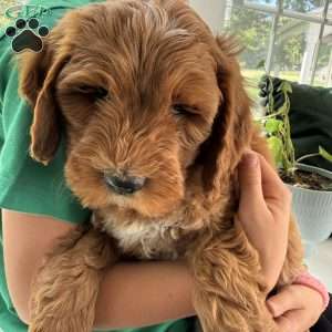 Duke, Mini Goldendoodle Puppy