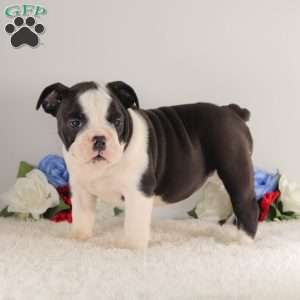 Miss Twilight, English Bulldog Puppy