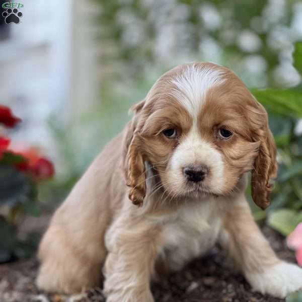 Flossie, Cocker Spaniel Puppy