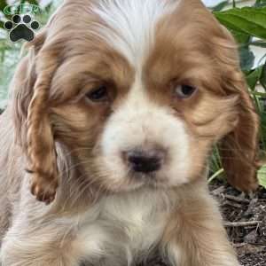 Flossie, Cocker Spaniel Puppy