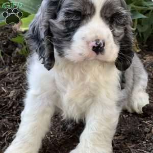 Franklin, Cocker Spaniel Puppy