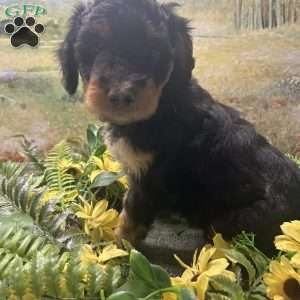 Brutus, Miniature Australian Shepherd Puppy