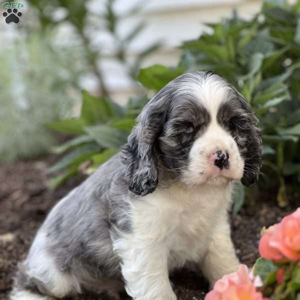 Franklin, Cocker Spaniel Puppy
