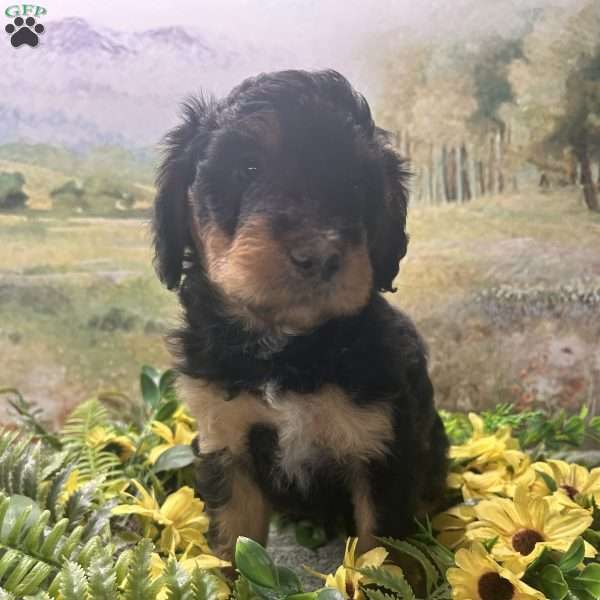 Brutus, Miniature Australian Shepherd Puppy