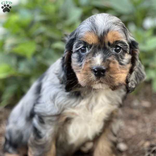 Felix, Cocker Spaniel Puppy