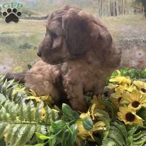 Buddy, Miniature Australian Shepherd Puppy