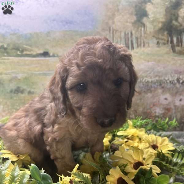 Buddy, Miniature Australian Shepherd Puppy