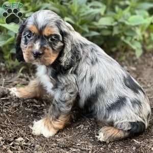 Felix, Cocker Spaniel Puppy