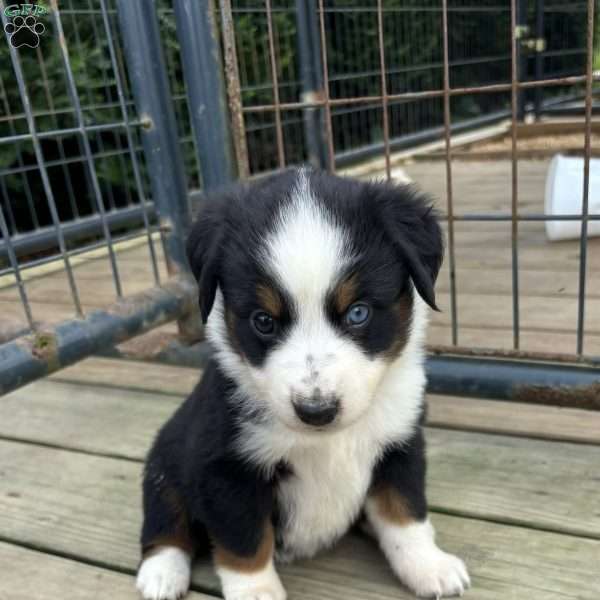 Sadie, Miniature Australian Shepherd Puppy