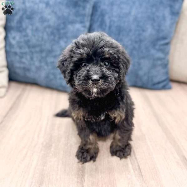 Bert, Mini Bernedoodle Puppy