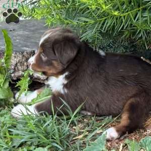 Lily, Miniature Australian Shepherd Puppy