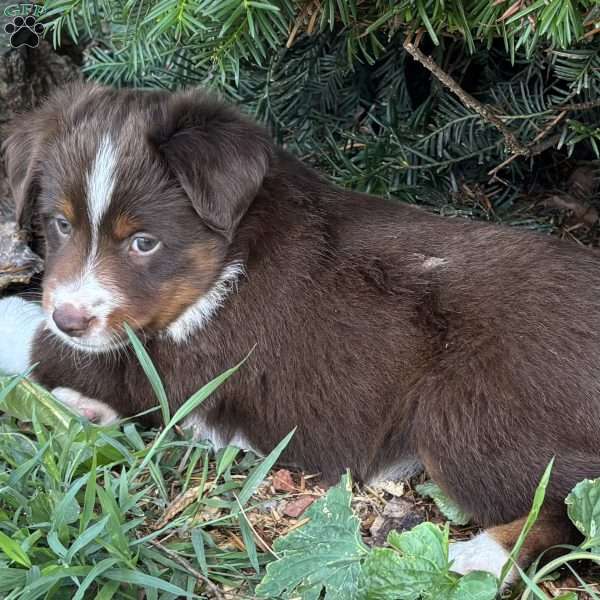 Lily, Miniature Australian Shepherd Puppy