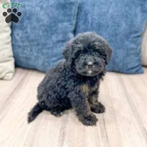Bert, Mini Bernedoodle Puppy
