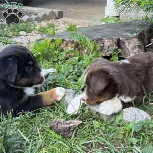Hank, Miniature Australian Shepherd Puppy