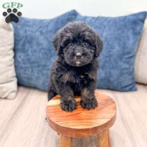 Bert, Mini Bernedoodle Puppy