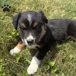 Hank, Miniature Australian Shepherd Puppy